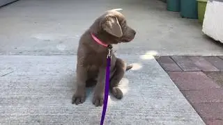 Satin Diary #1 - Silver Lab