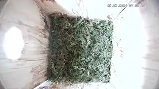 Kohlmeisenkasten - Great tit Nesting Box - 25.03.24