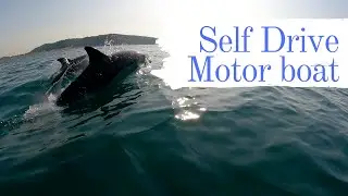 Self drive boat hire amazing dolphin encounter. Beer Devon dolphin experience.