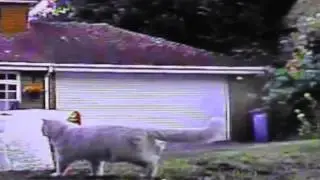 Fox and Cats in Mirror on CCTV