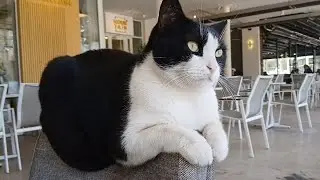 Die süße Straßenkatze fühlt sich im Café pudelwohl und verbringt Zeit mit mir. 💜🍩