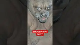 5 Animals That Shouldn't Exist...But Do