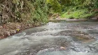 Whispering Waters: A Symphony of Nature's Tranquility
