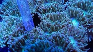 Duncan Coral Feeding Time Lapse