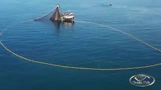 OCEAN FISH Qatar