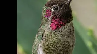 Aloe 12 31 23 Hummingbird...