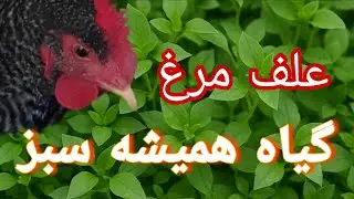 گیاه همیشه سبز برای تمام فصل ها. کریسمس ۲۰۲۶ با chickweed 