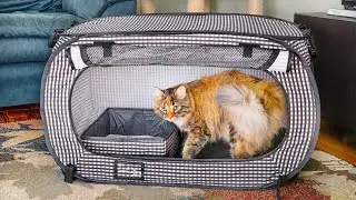 Necoichi | Travel Solutions for Cat Owners