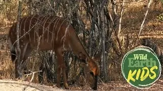 Why Do Nyalas Have Stripes?