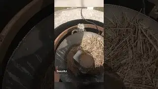 How to Prep a Grain Bin For Corn Harvest