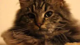 ❀✿ AyaAnny Cats video ❀✿ 24