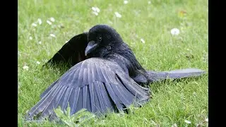 Ants ! - The Crow's Natural Medicine & Healers !