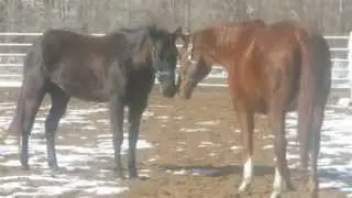 A Sad Horse Story