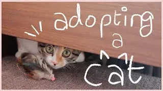 Meeting Our New Kitten In Nasu, Japan