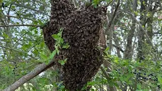 6 Queens In One Swarm!! Project Hive?