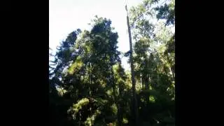 fir tree in niscene marks state park time lapse