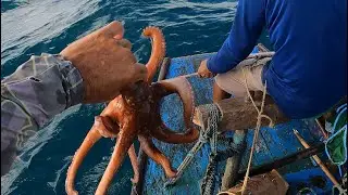 A MELHOR PESCARIA DE POLVO DO ANO !!! QUASE 10kg DE POLVO 🔥