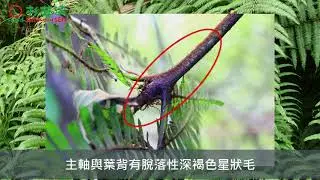 探索杉林溪：018_逆羽裏白