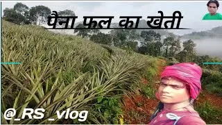 पैना फल का खेती कैसे होता है आप इस वीडियो में देखिए 🌲🍍🍍🍍🍍🍍