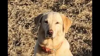 Dog Recovery Cody 1-14-2026