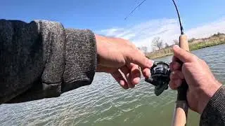 Reeling in a MONSTER by the TAIL in Independence Grove on a 20$ ultralight combo