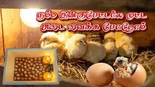  இன்குபேட்டர் மூலம் எப்படி முட்டை அடை வைப்பது தெரிஞ்சுக்கலாம் வாங்க| incubator eggs hatching|🐣