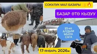 ЖАҢЫ ТУУЛГАН МУЗООЛОР ТОРПОКТОР БУКАЛАР ТАРТЫЛГАН ТАСМА СОКУЛУК МАЛ БАЗАРЫ 17-ЯНВАРЬ 2026ж 