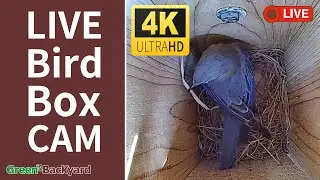 Live - 4K Bird Box Camera