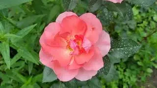 Троянда Жардін де Франс Jardins de France