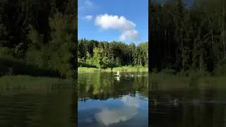 Взлёт лебединой пары на Минском море. #лебедь #nature #милоевидео #birds #duck #swan #wildlife #бит