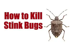 How to Kill Stink Bugs