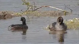 Little Grebe - breeding