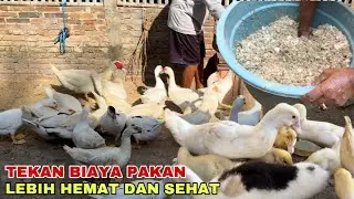 HEMAT DAN SEHAT !! RAHASIA TERNAK ENTOK TANPA PAKAN BELI