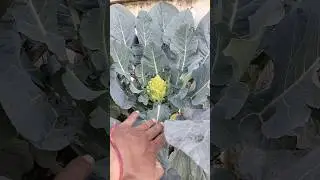 Broccoli(Hari Gobhi/हरी गोभी#youtubeshort#gardeningvideo#trendingshorts #funny #Broccoli