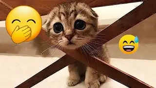 Funniest Cats and Dogs Videos 2026 😼 Try Not To Laugh 🤣 You Laugh You Lose 💕 #animals #funny_videos