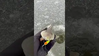 Тот самый #рыбалка #fishing