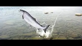 Summer SALMON Fishing