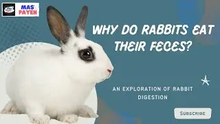 Why Do Rabbits Eat Their Feces? : An Exploration of Rabbit Digestion