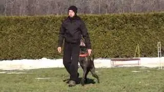 Dutch Shepherd in a beautiful heeling work , obedience dog training with Viorel Scinteie !!!