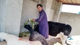 I Love My All Animals 😍 😍😍. 