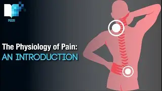 An Introduction to Pain Physiology: how a pain signal is created, reflex arcs & the placebo effect.