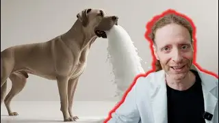 How to Stop Your Dog or Cat from Eating Too Fast | Vet Explains