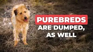 Pure Breed Dogs Get Abandoned Too | Rescue Dog Story