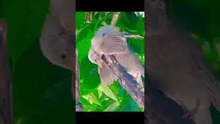 2 barbet in one frame adult barbet helping small barbet to remove insects from the body