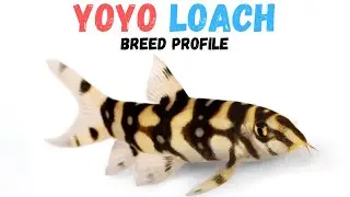 Yoyo loach Fish Care Guide | Tank Setup Feeding Compatibility & Lifespan