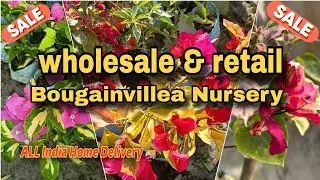 🔴Best wholesaler Nursery/online selling |#plants |#viralvideo |#trending 