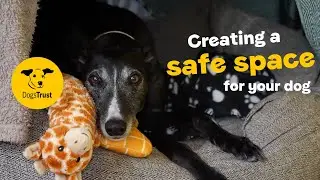 Creating a safe space for your dog | Dogs Trust