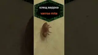 🐝Пчеловодство.Клещ варроа каков он.Beekeeping. Varroa mite + garlic