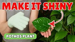 How To Make Pothos Leaves Shiny ✨ (Easy Neem Oil Hack)