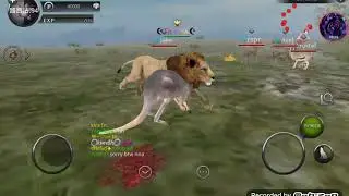 Wild Animals Online-Gameplay (Моё первое видео)
